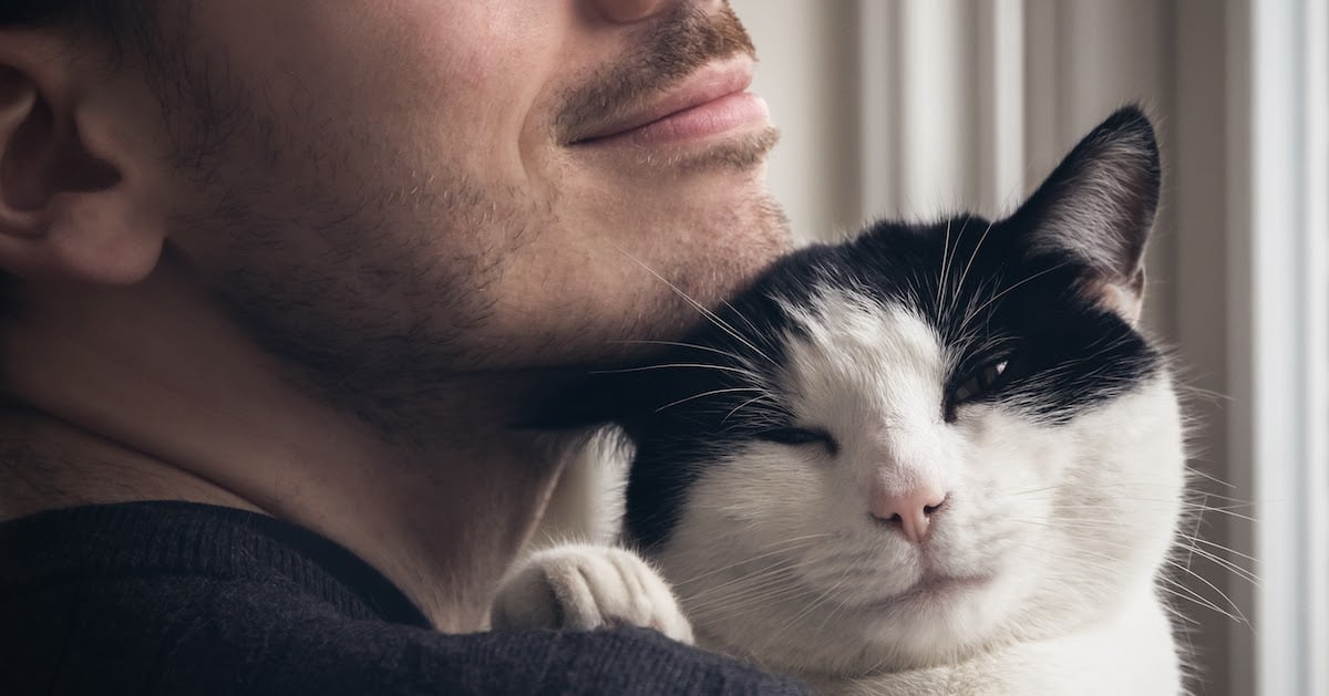 A Kitty's Point of View Why Does My Cat Headbutt?